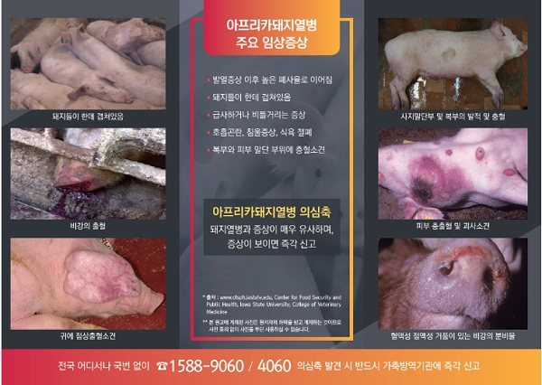 아프리카돼지열병 주요 임상증상. 사진은 농림축산식품부의 아프리카돼지열병 [출처= 농림축산식품부]