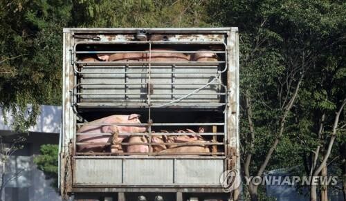 충남 홍성 도축장 향하는 돼지 운반차량. [사진= 연합뉴스]