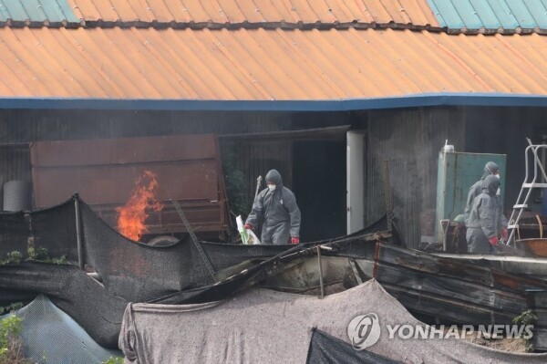 4일 경기도 파주시 아프리카돼지열병(ASF)이 발생한 양돈농가에서 방역당국이 살처분을 마친 뒤 잔존물을 태우며 농장을 정리하고 있다. [사진= 연합뉴스]