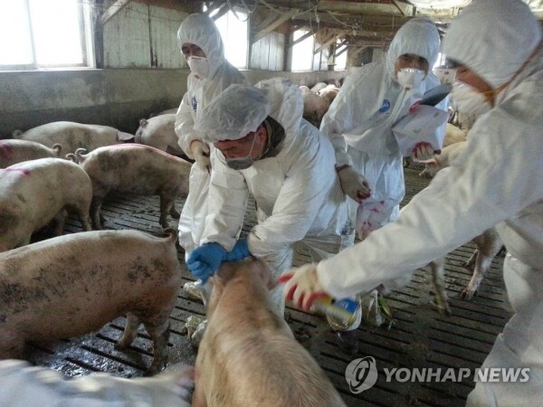 농림축산식품부가 도축장으로 출하하는 소와 돼지의 구제역 항체 검사를 강화했다. [사진= 연합뉴스]
