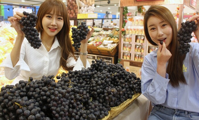 2일 롯데마트 서울역점에서 모델이 '페루산 씨없는 블랙 포도'를 소개하는 모습.(사진=롯데마트)
