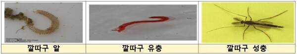 '깔따구 유충' 알, 유충, 성충 모습.[출처=환경부]